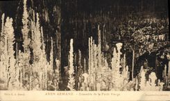 CPA Grotte Grottes Aven Armand Ensemble de la foret vierge