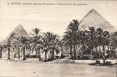 CPA Egypte Egypt Palmiers pres des Pyramides 