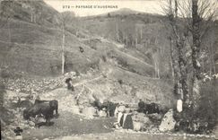 CPA Folklore Paysage d'Auvergne Vaches