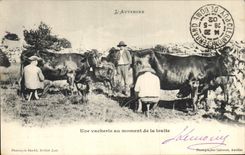 CPA Folklore L'Auvergne une vacherie au momet de la traite Vaches 