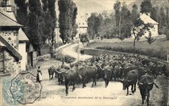 CPA Folklore Auvergne Troupeaux descendant de la Montagne 