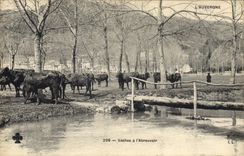 CPA Folklore l'Auvergne vaches a l'abreuvoir 