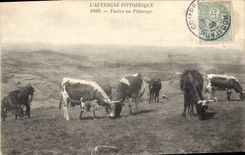 CPA Folklore L'AUVERGNE PITTORESQUE- Vaches au Pâturage