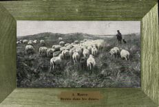 CPA A Mauve Brebis dans les dunes 