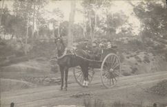 CARTE PHOTO Attelage Cheval