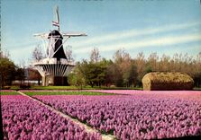 CPM Holland Bloginenland Molenland Moulin a vent