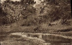 CPA A Forest Pool Cerf