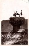 CPA Les Cigognes en Alsace 
