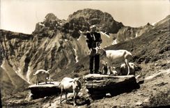 CPM Bei Kandersteg Idyll auf Allmenalp Gross und klein Lohner Chevres Chevre