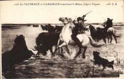 CPA Les Taureaux en Camargue 