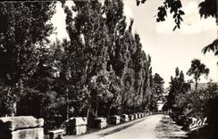 CPM Arles Les Alyscamps Allee des Tombeaux 