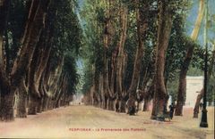 CPA Perpignan La Promenade des Platanes