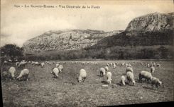 CPA La Sainte Baume Vue generale de la Foret Moutons