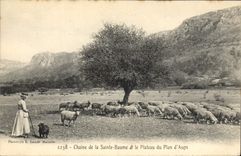 CPA Chaine de la La Sainte Baume et le Plateau du Plan d'Aups Moutons Femme