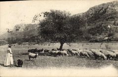 CPA Chaine de la La Sainte Baume et le Plateau du Plan d'Aups Moutons Femme