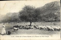 CPA Chaine de La Sainte Baume et le Plateau du Plan d'Aups Femme Moutons