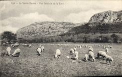 CPA La Sainte Baume Vue generale de la Foret Moutons