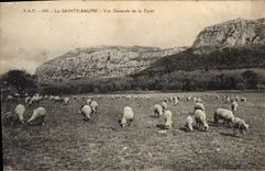 CPA La Sainte Baume Vue generale de la Foret Moutons