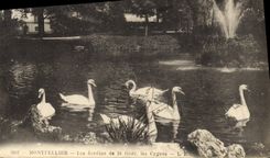 CPA Montpellier Les Jardins de la Gare les Cygnes 