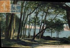 CPA Les Environs a travers les Pins 