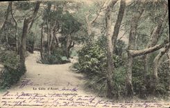 CPA La Cote d'Azur Sous bois de Costebelle Environs d'Hyeres
