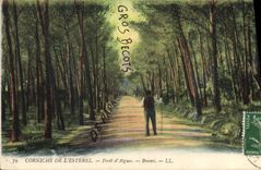 CPA Corniche de L'Esterel Foret d'Aigues Boumi 