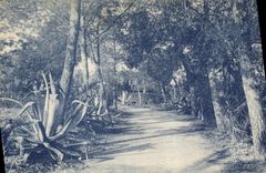 CPA La Seyne Var Institution Ste Marie Allee des Pins 