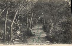 CPA Hyeres Sous Bos a Costebelle 