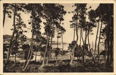 CPA Cote d'Azur Sainte Maxime sur Mer Var La Pinede 