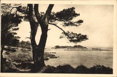 CPA Cote d'Azur Les Iles d'Hyeres Var Porquerolles Bord de Mer 