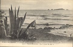 CPA Saint Raphael Le Lion de Mer 