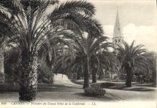 CPA Cannes Palmiers du Grand Hotel de la Californie 