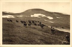 CPA Le Plomb du Cantal Vaches