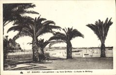 CPA Dinard Les palmiers au fond St Malo 