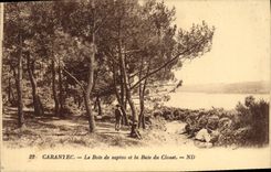CPA Carantec le Bois de Sapins et le Baie du Couet 