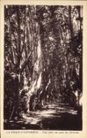 CPA La Roque D'Antheron Une Allee du parc du Chateau 