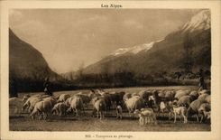 CPA Les Alpes Troupeaux au paturage Chevres Moutons Chevre