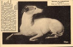 CPA Souvenir de Lamartine Fido Chien