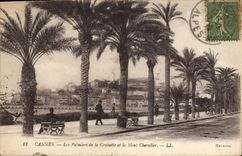 CPA Cannes Les Palmiers de la Croisette et le Mont Chevalier 