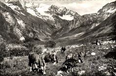 CPA Paysages Alpestres Paturage on haute montagne Vaches