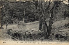 CPA Tamaris sur Mer les Bois de la Rouve 