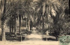 CPA Nice Allee des palmiers au Chateau 