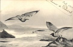 CPA Oiseaux