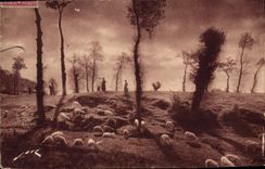 CPA En Limousin Paturage Moutons