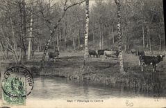 CPA Paturage du Centre Vaches