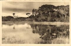 CPA Hyeres Paysage sur la Route de la Plage 