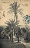 CPA La Cote d'Azur Hyeres jardin botanique Palmiers geants 