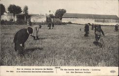 CPA Sur le champ de bataille de Senlis A la recherche des balles allemandes Militaria