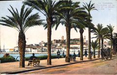 CPA Cannes Les Palmiers 
