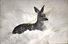 CPA Reh Chevreul Roe Im tiefen Neuschnee 